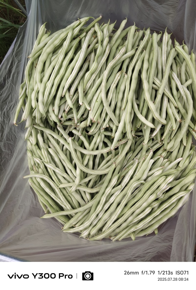白无丝大量出货