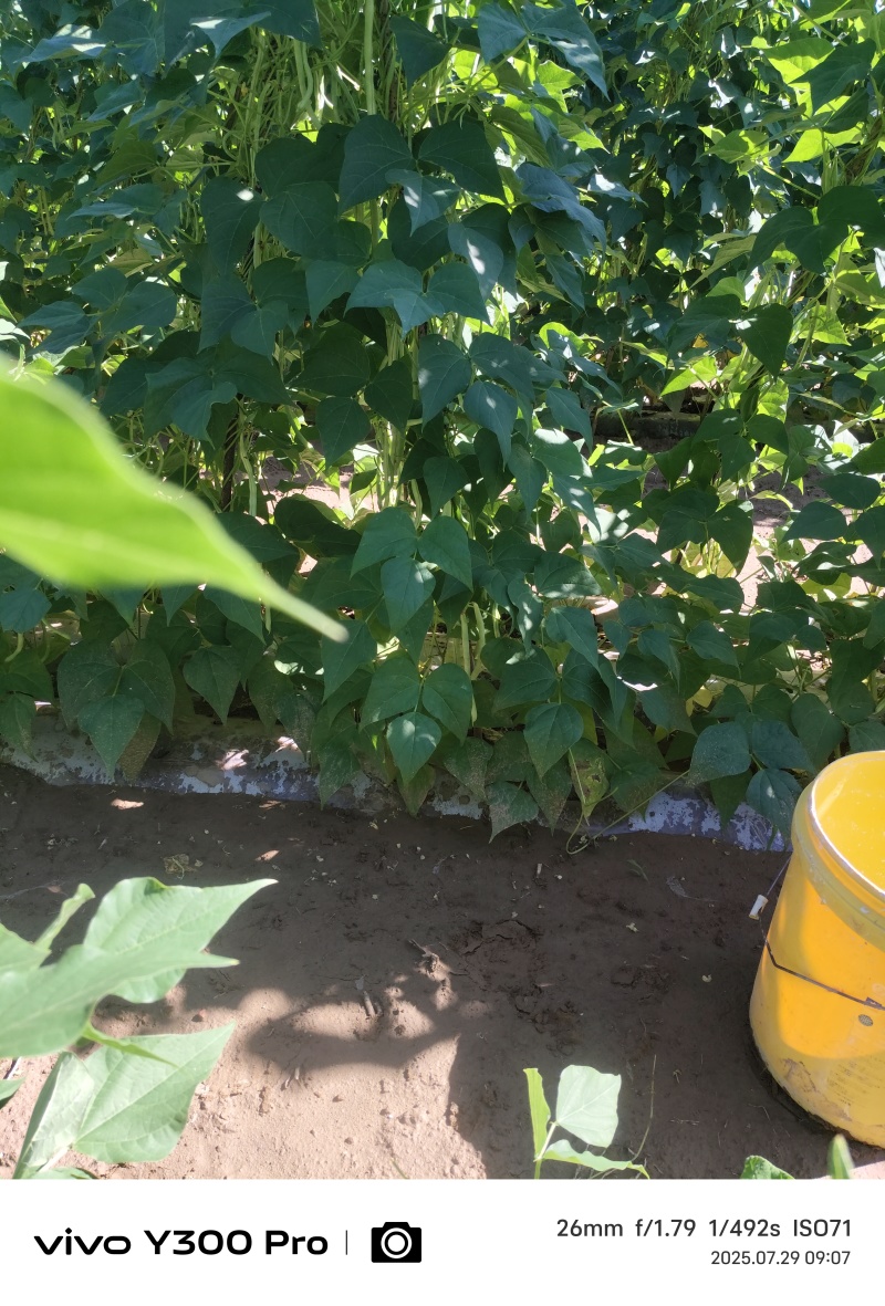 白无丝大量出货