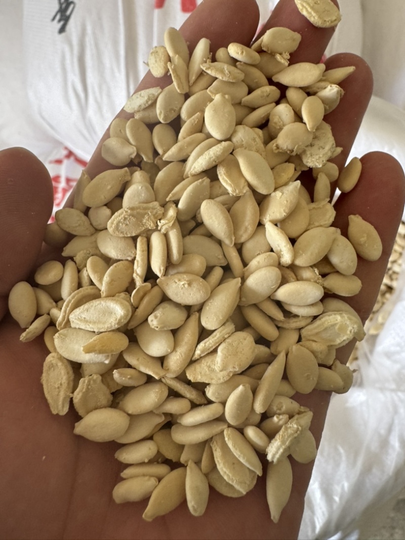 批发米冬瓜籽，全新货