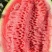 甘肃石头瓜