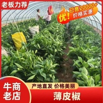 大量供应泡椒，皱皮椒，产地直供，全国代收代卖