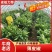 大量供应泡椒，皱皮椒，产地直供，全国代收代卖