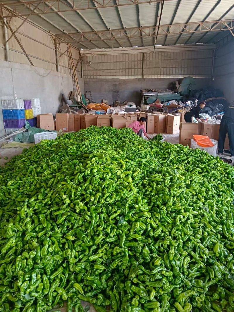 大量供应泡椒，皱皮椒，产地直供，全国代收代卖