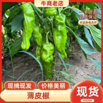 大量供应泡椒皱皮种植基地对接批发市场电商等