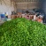 大量供应泡椒皱皮种植基地对接批发市场电商等