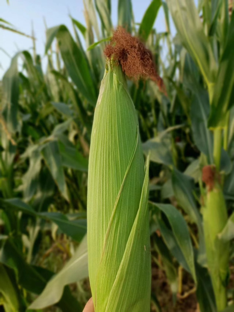农家种植笨玉米，黄玉米