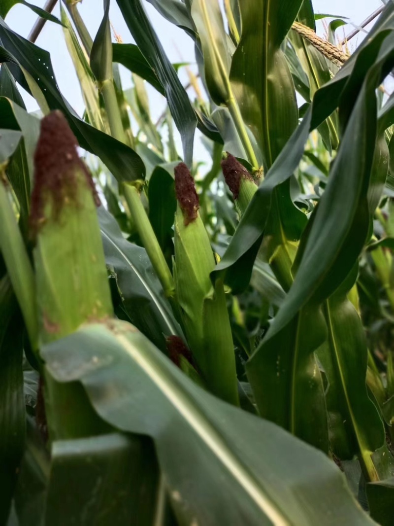 农家种植笨玉米，黄玉米