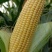 农家种植笨玉米，黄玉米