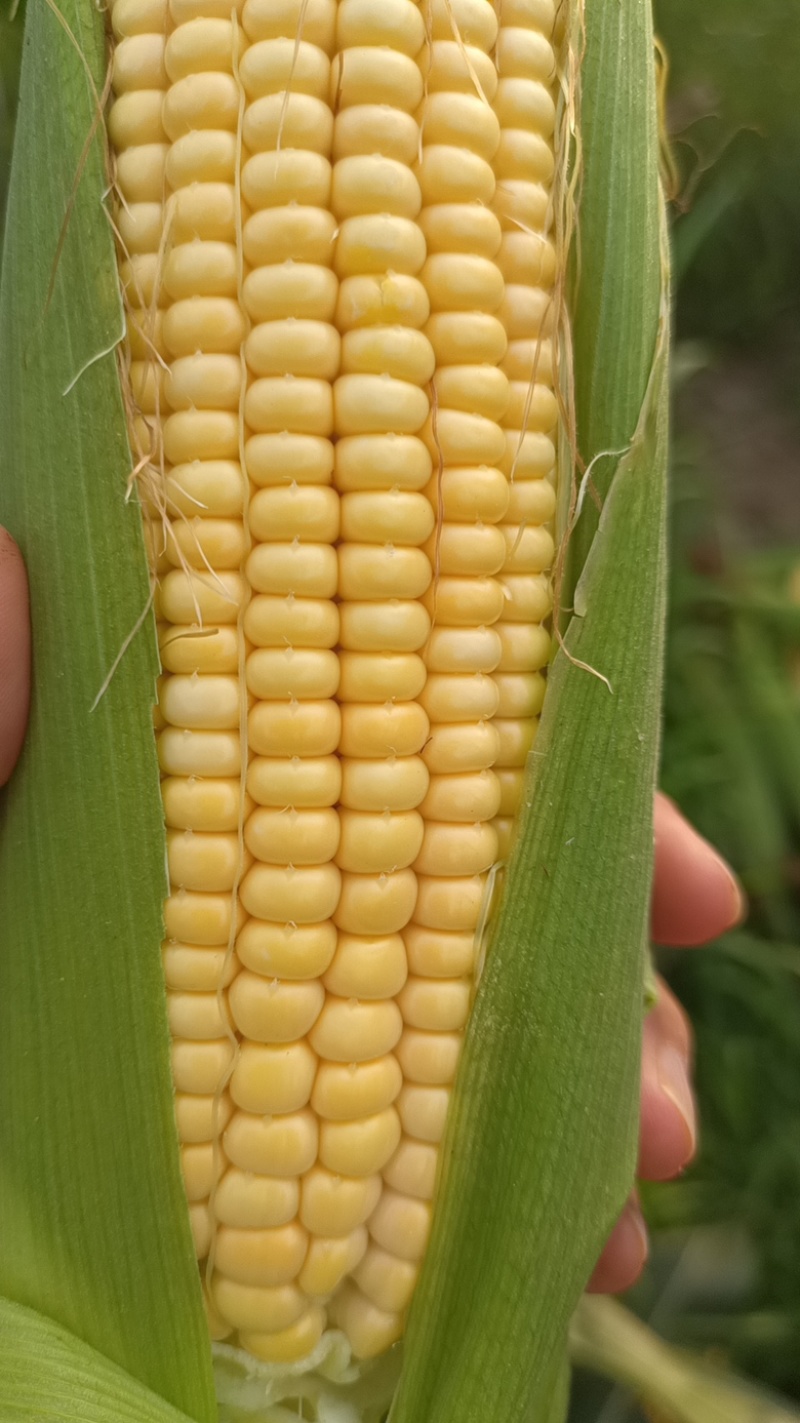 农家种植笨玉米，黄玉米