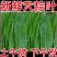 13084粽叶，959558这里不能下单加数