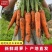 新鲜带泥胡萝卜现挖农家自种大量批发