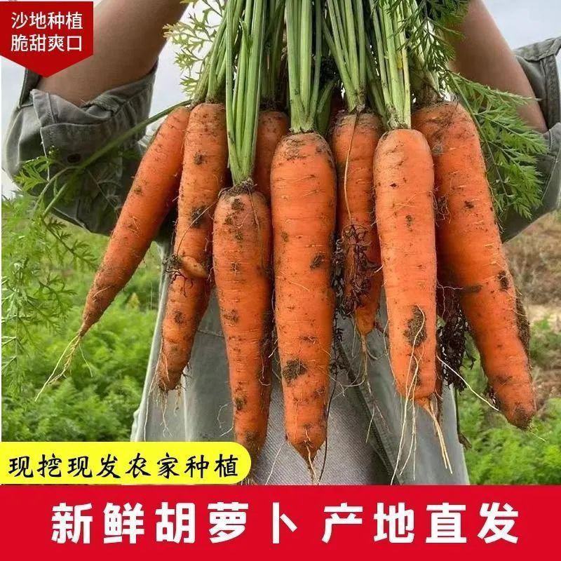 新鲜带泥胡萝卜现挖农家自种大量批发