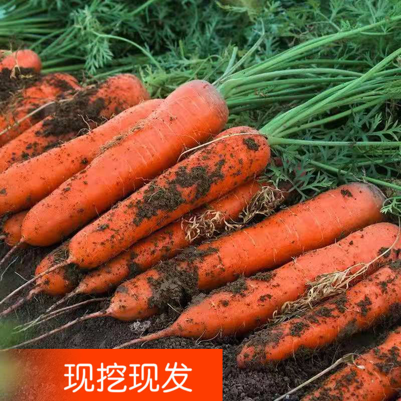 新鲜带泥胡萝卜现挖农家自种大量批发