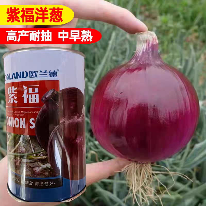 杂交紫皮洋葱种子欧兰德紫福高产中早熟耐抽苔高端紫洋葱种子