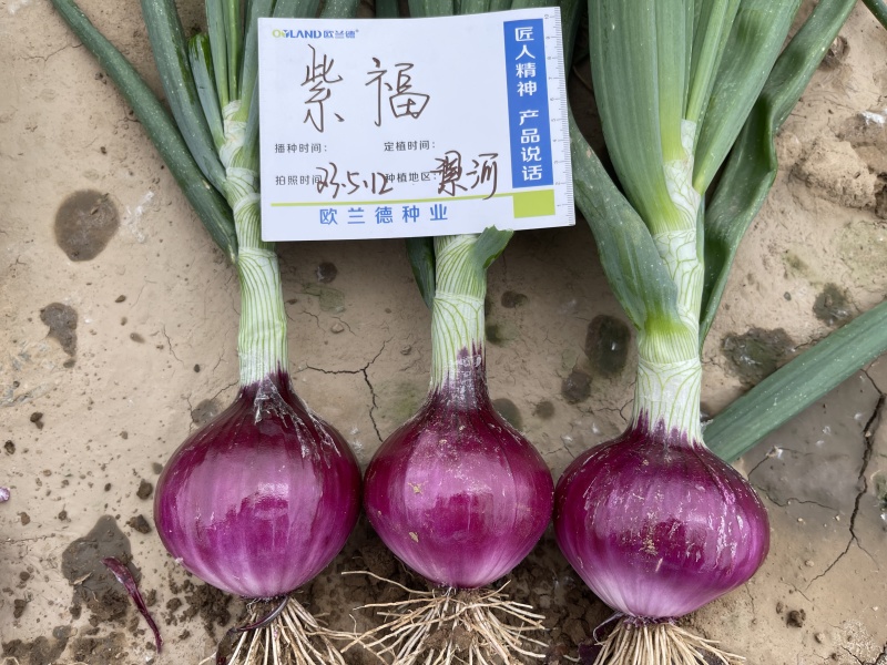 杂交紫皮洋葱种子欧兰德紫福高产中早熟耐抽苔高端紫洋葱种子