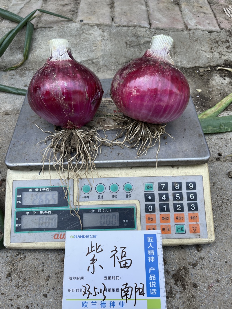 杂交紫皮洋葱种子欧兰德紫福高产中早熟耐抽苔高端紫洋葱种子
