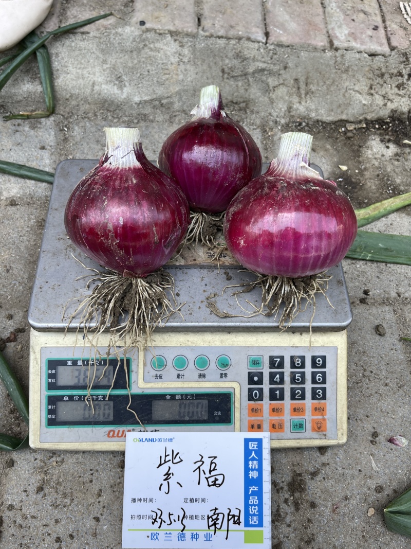 杂交紫皮洋葱种子欧兰德紫福高产中早熟耐抽苔高端紫洋葱种子