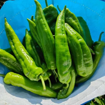 大量牛角鲜辣椒