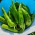 大量牛角鲜辣椒