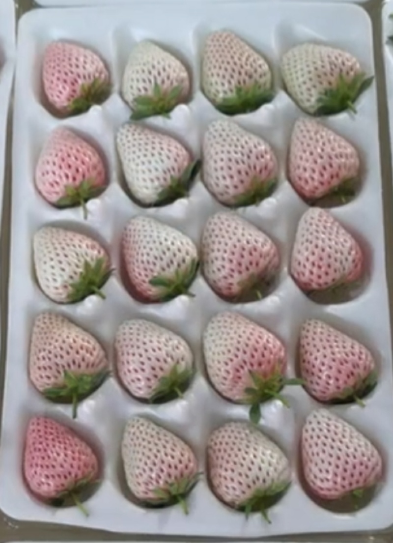 精品草莓批发零售#礼品盒