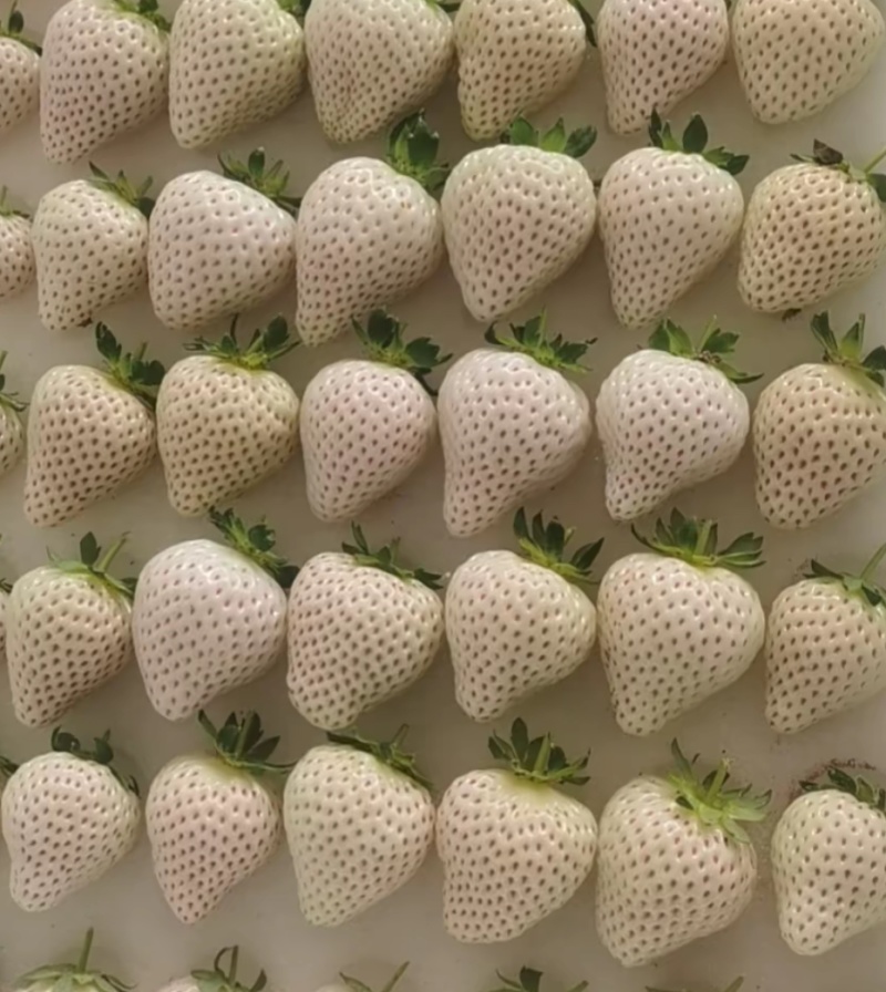 精品草莓批发零售#礼品盒