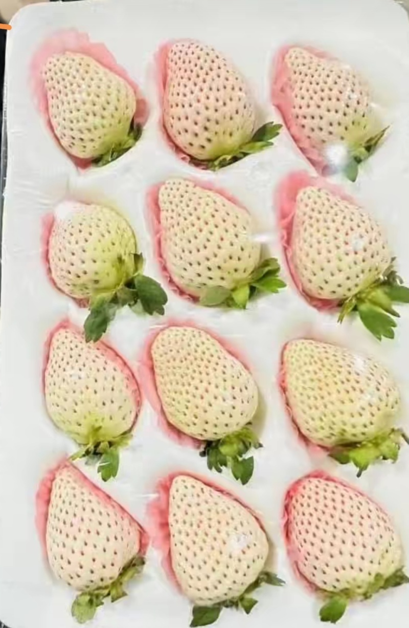 精品草莓批发零售#礼品盒