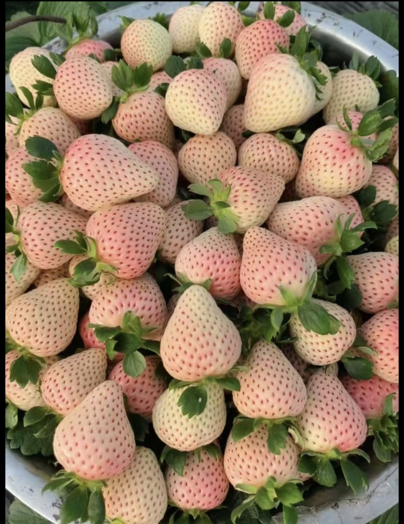 精品草莓批发零售#礼品盒
