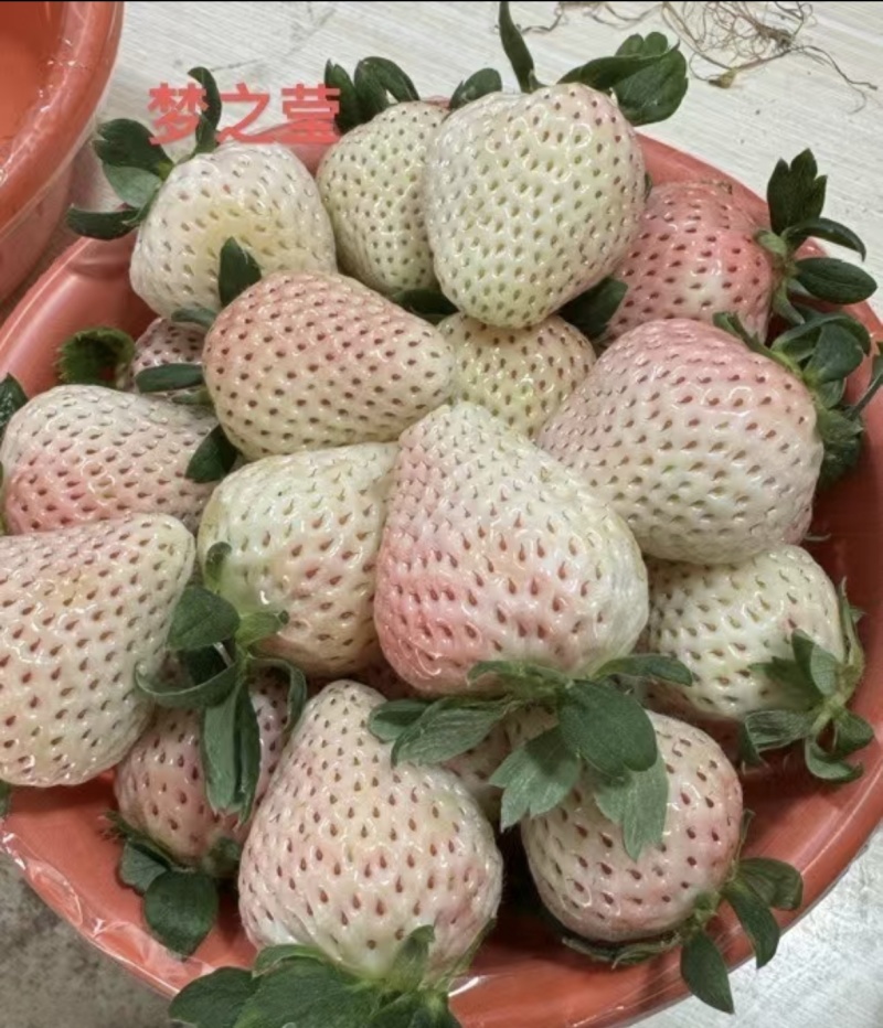 精品草莓批发零售#礼品盒