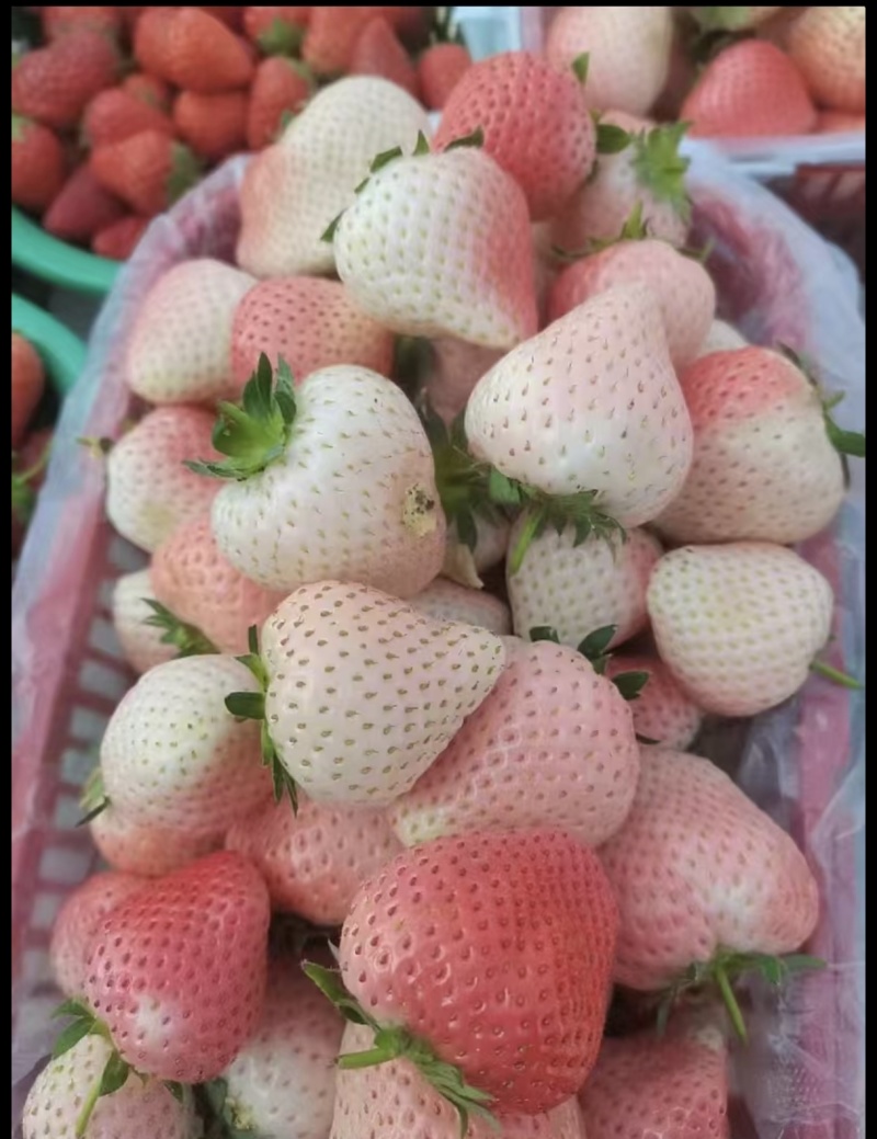 精品草莓批发零售#礼品盒