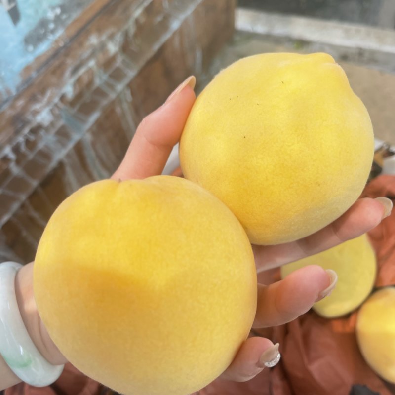 锦绣黄桃大量开园头茬现摘可以定园欢迎咨询