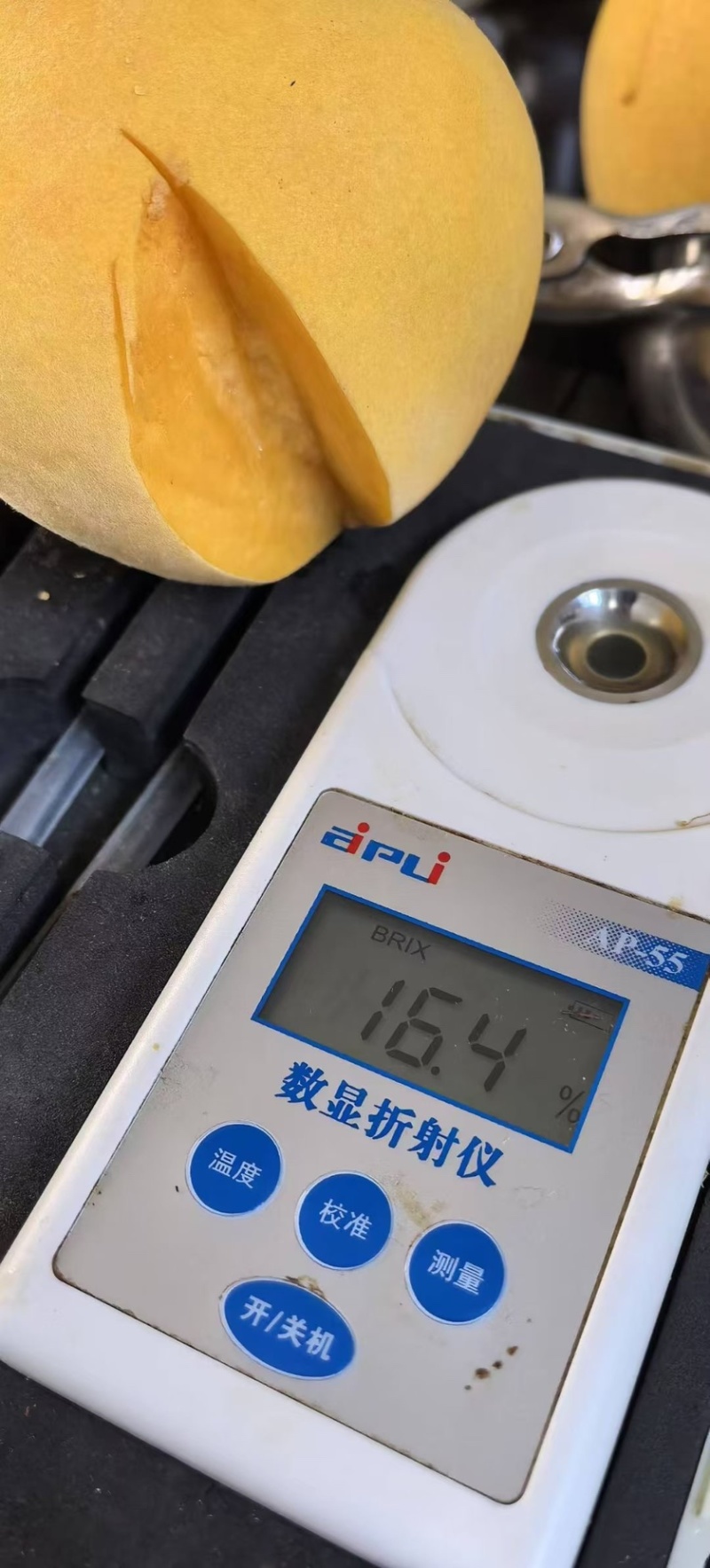 锦绣黄桃大量开园头茬现摘可以定园欢迎咨询