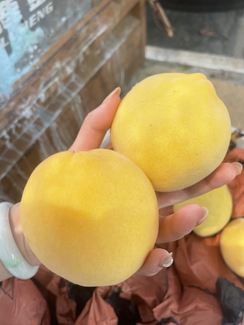 锦绣黄桃大量开园头茬现摘可以定园欢迎咨询