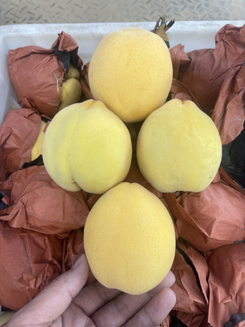 锦绣黄桃大量开园头茬现摘可以定园欢迎咨询