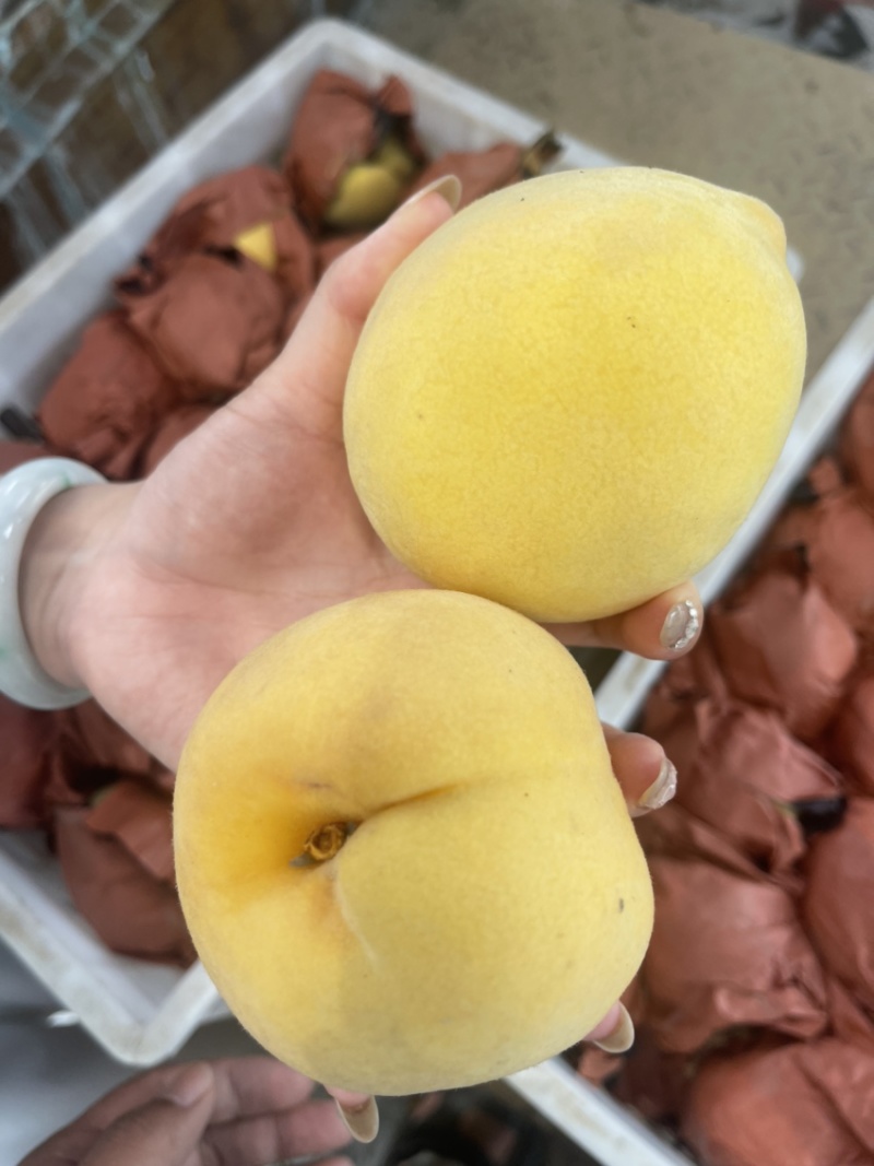 锦绣黄桃大量开园头茬现摘可以定园欢迎咨询