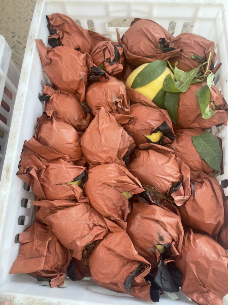 锦绣黄桃大量开园头茬现摘可以定园欢迎咨询