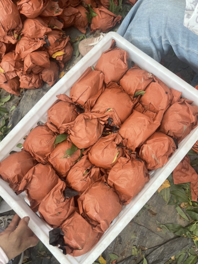 锦绣黄桃大量开园头茬现摘可以定园欢迎咨询