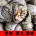 大田螺种苗田螺养殖