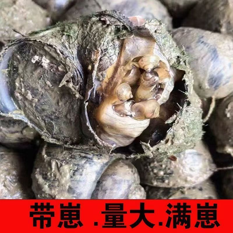 大田螺种苗田螺养殖