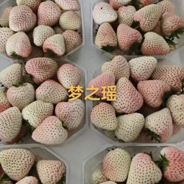 精品草莓批发零售#礼品盒