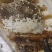高山蜂糖，产自海拔3000米的茂县