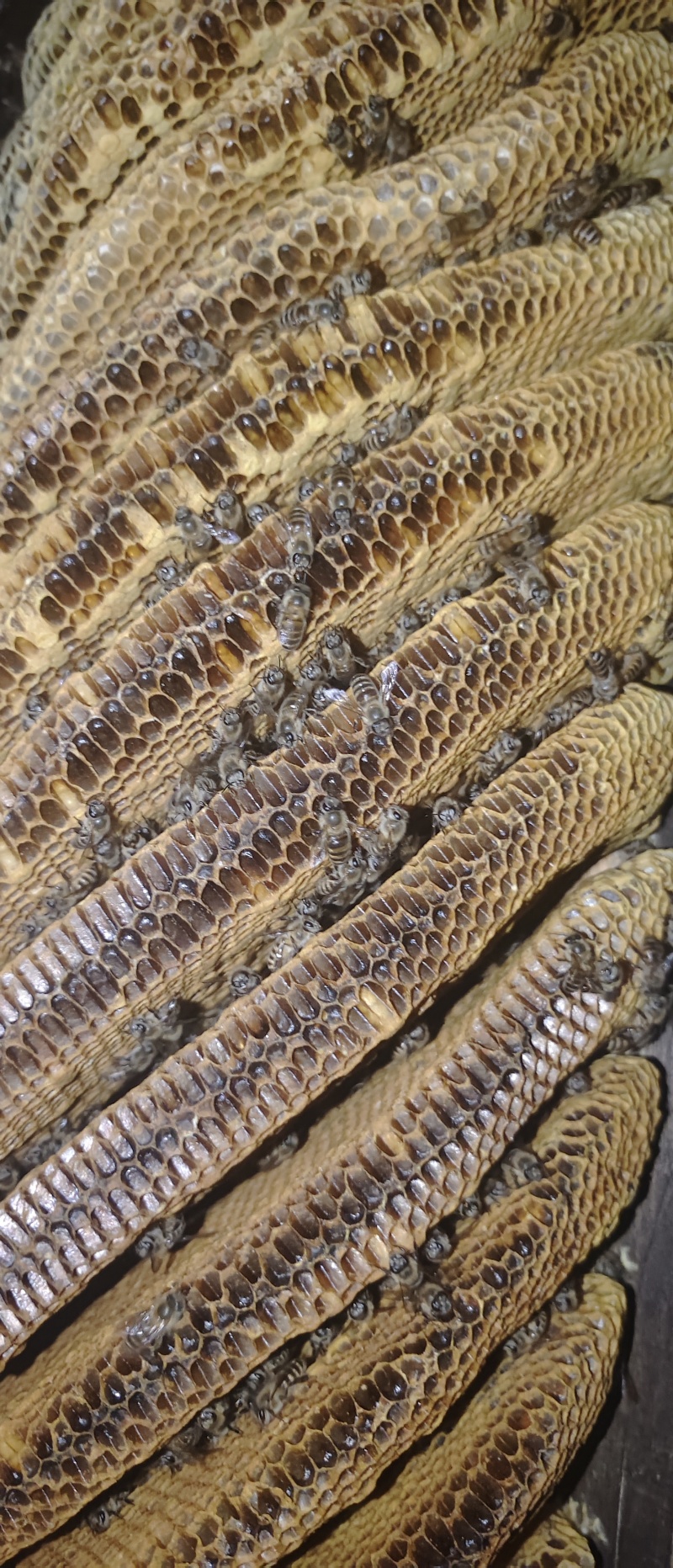 高山蜂糖，产自海拔3000米的茂县