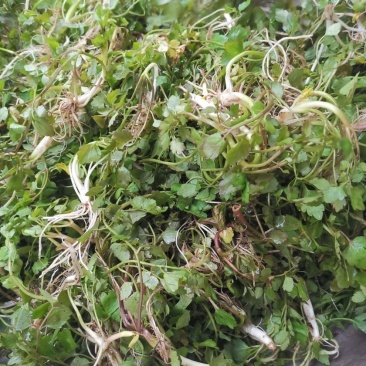 贵州野生芹菜