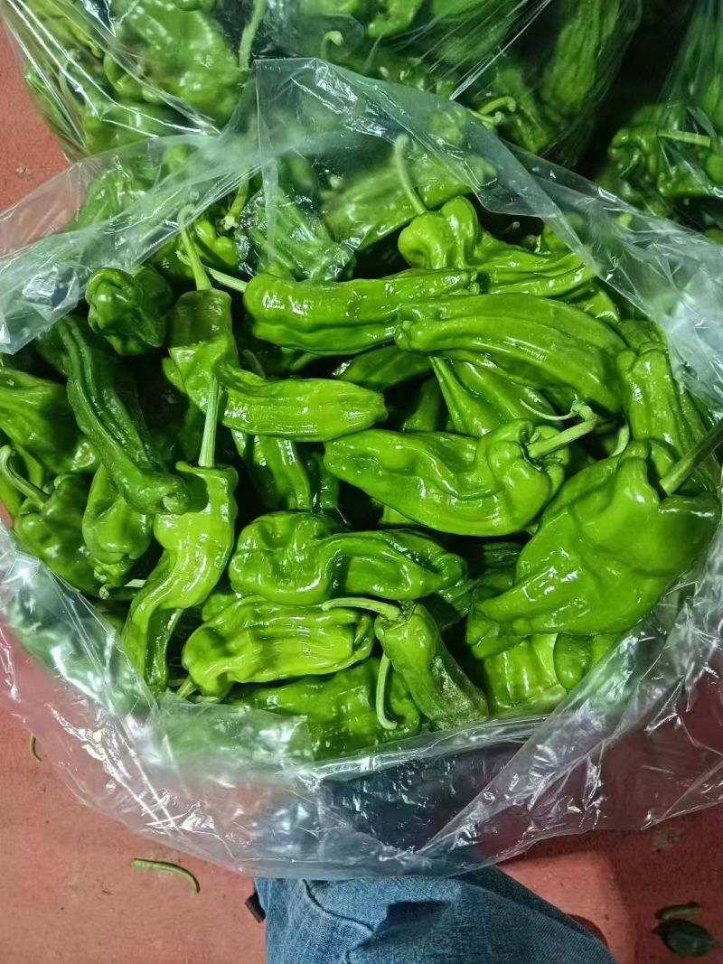 薄皮椒鲜辣椒湖北薄皮椒产地直发货源充足质量保证