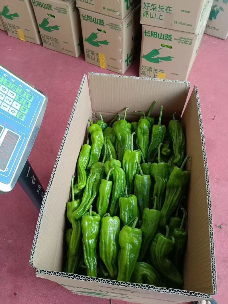 薄皮椒鲜辣椒湖北薄皮椒产地直发货源充足质量保证