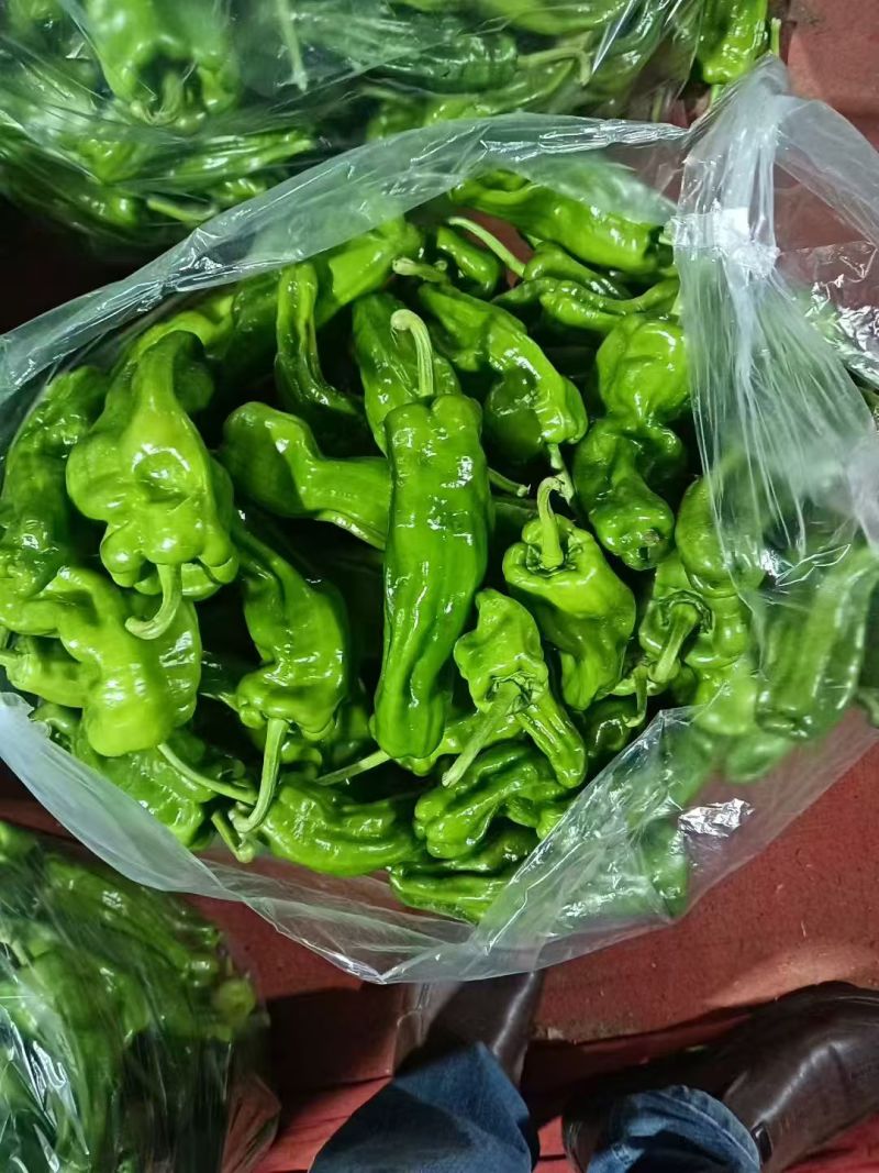 薄皮椒鲜辣椒湖北薄皮椒产地直发货源充足质量保证