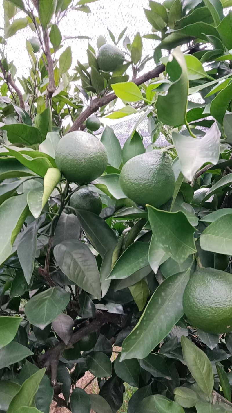 四川特早蜜橘，产区直发，新鲜果子采购到家