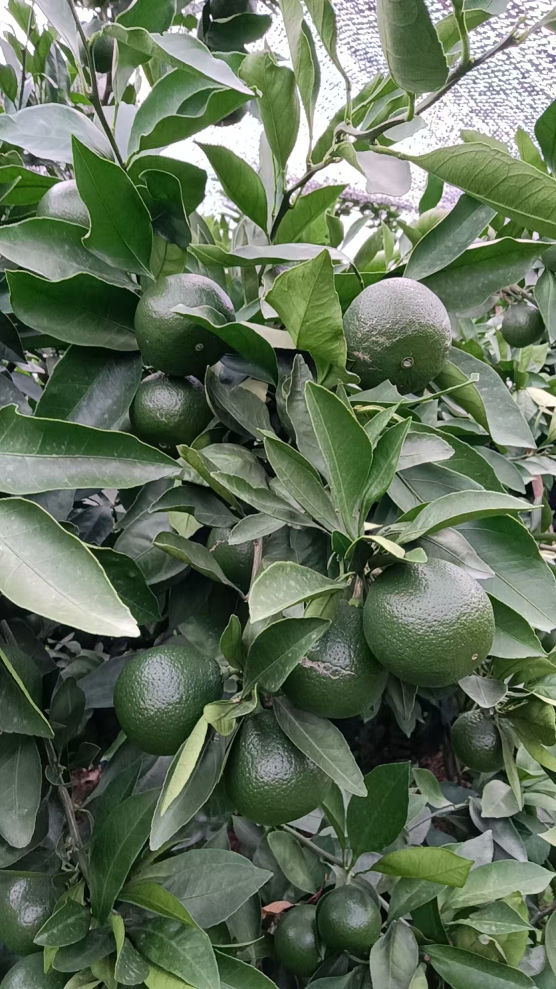 四川特早蜜橘，产区直发，新鲜果子采购到家