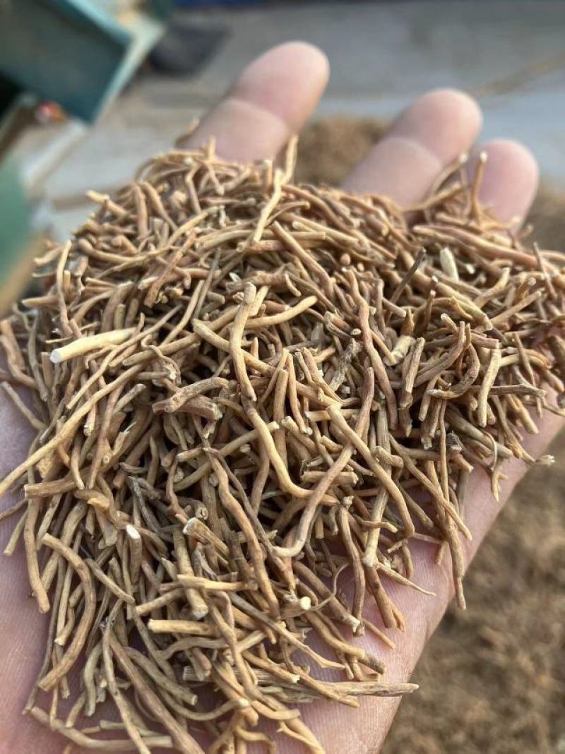 白薇零售批发全国发货种植基地源头厂家无中间商赚差价