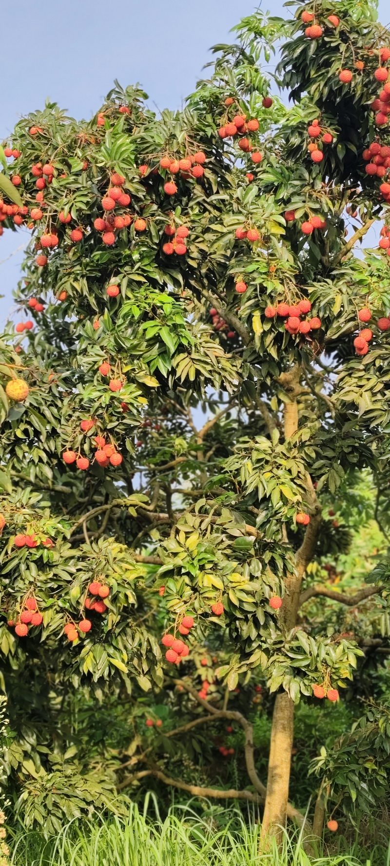 合江荔枝带绿