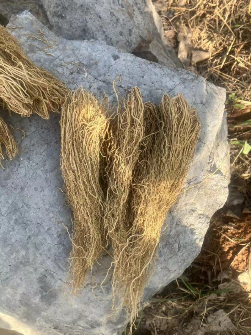 ️药徐长卿把苗批发零售基地源头厂家保质保量